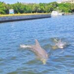 dolphin tour sarasota