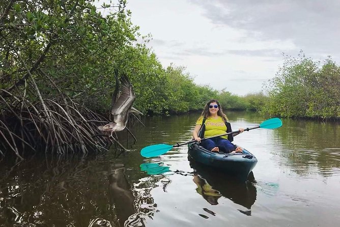 bird and wildlife viewing while on a kayak cocoa beach