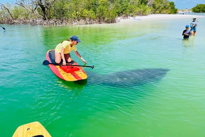 manatee experience while on kayak rentals fort myers beach