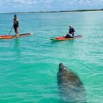 manatee viewing while kayaking in fort myers