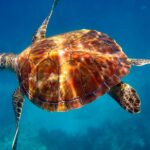 turtle swimming from a key largo snorkel tours