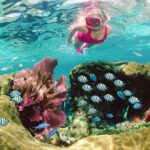 swimmer under water on a key largo snorkeling tours