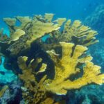 reef found on a snorkel tours key largo