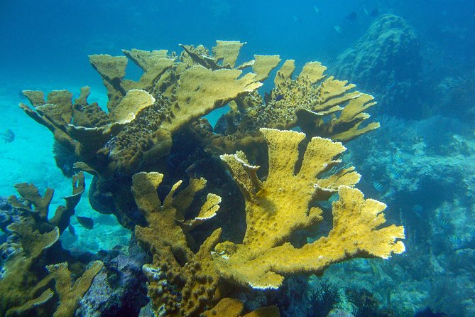 reef found on a snorkel tours key largo