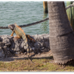 iguana_hunting_florida