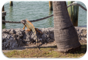 iguana_hunting_florida