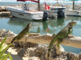 iguana_hunting_in_florida