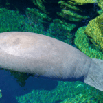 manatee swimming in crystal clear waters
