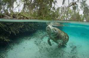 Swimming with Manatee