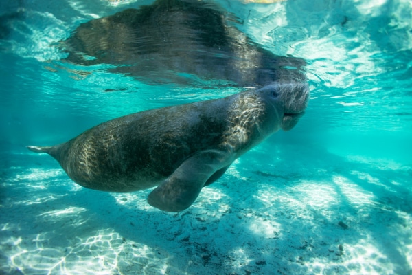 swim with manatees crystal river