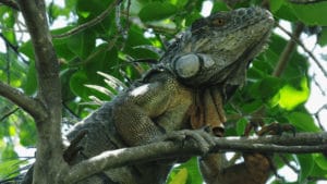 Iguana Hunting Thrills as Employee Appreciation