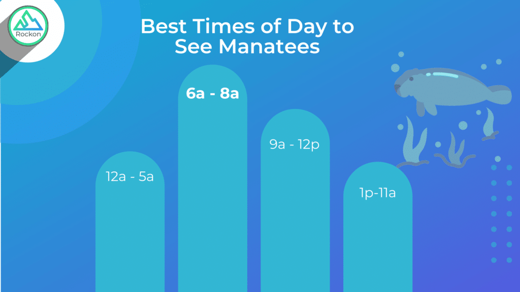 best times of day to see manatees in florida
