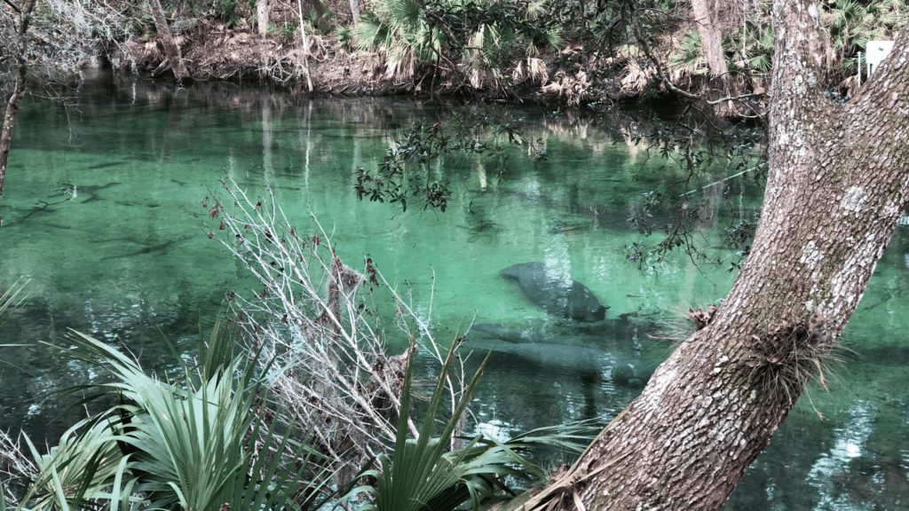 crystal river springs with manatees