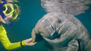 swimming with manatees in florida