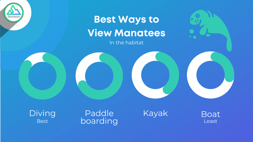 Best ways to view manatees in their habitat