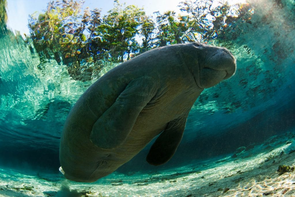 Manatee swimming in tropical water