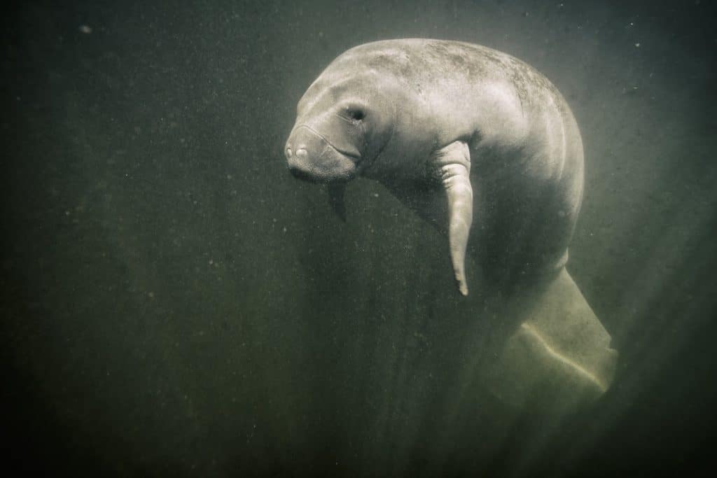 Manatee in the crystal river
