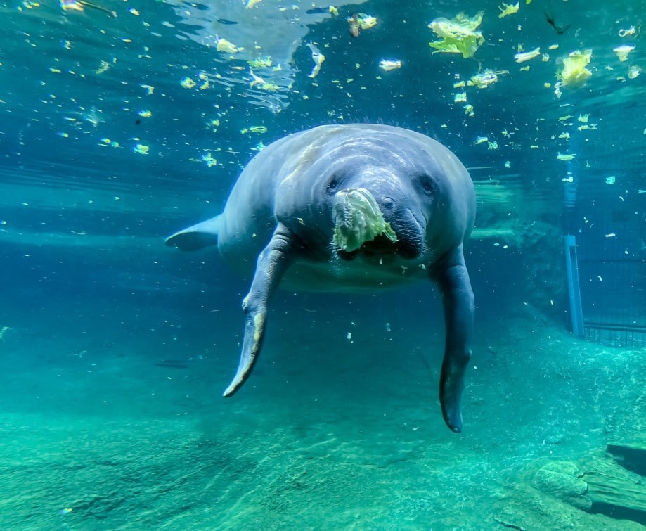 are manatees dangerous to swim with