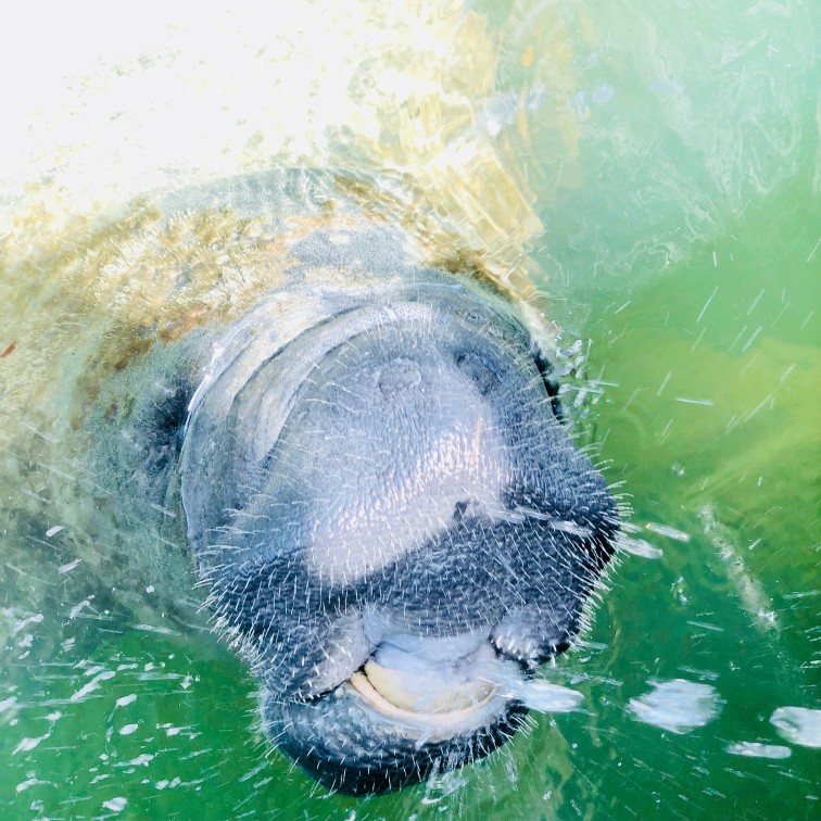 manatee breathing out of water