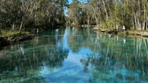 crystal river springs manatee swimming