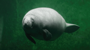 large manatee floating in water