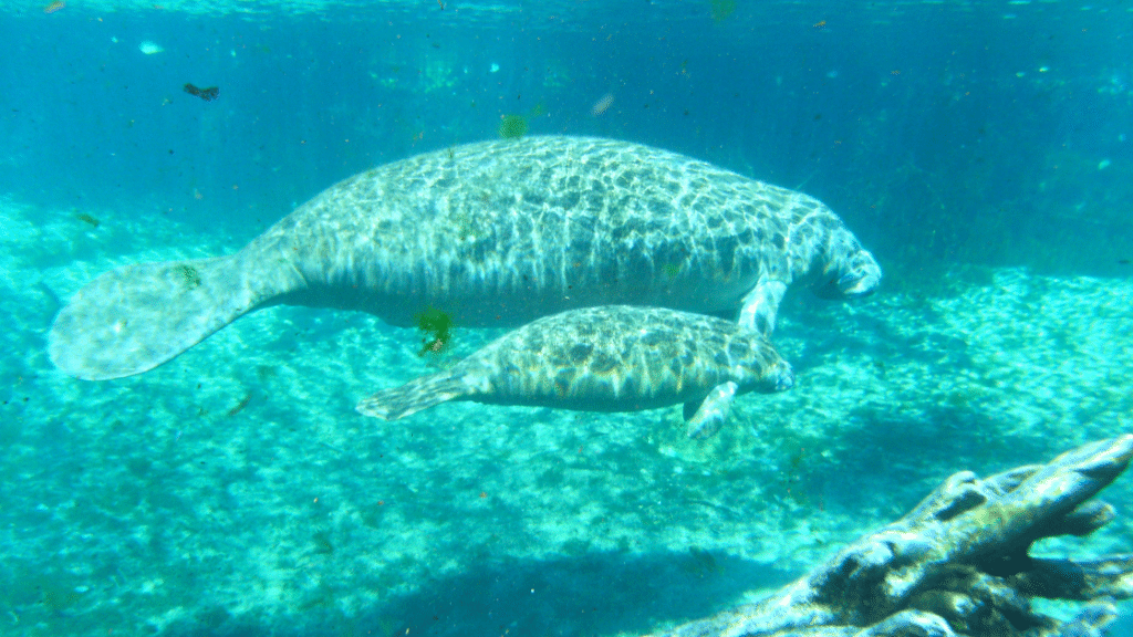 mother manatee and calf swimming