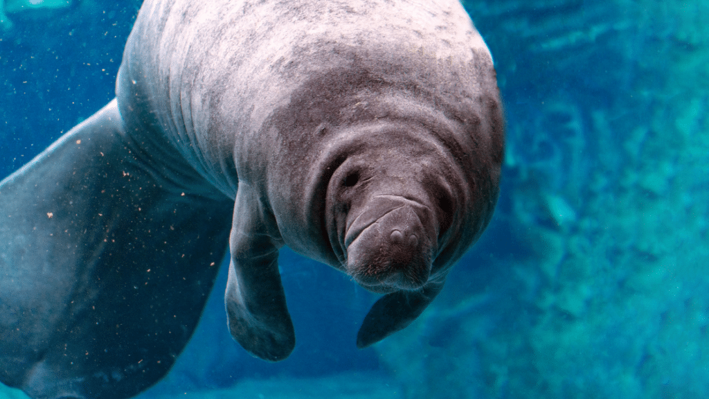 sea cow enjoying a plunge in crystal river