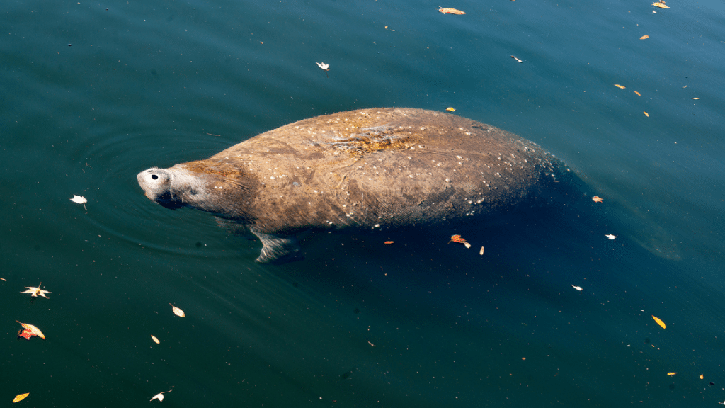 young manatee calf coming up for oxygen