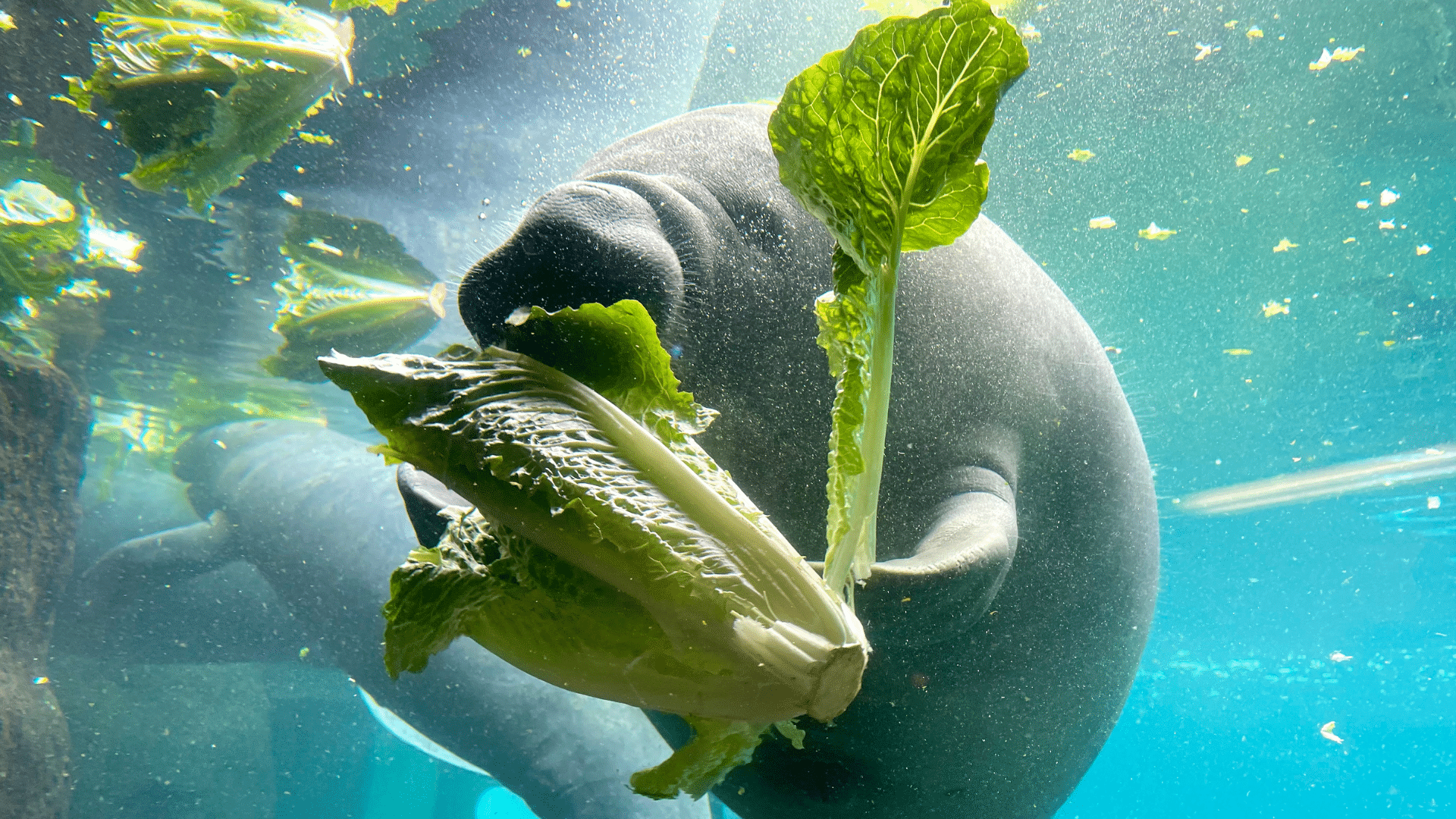 Year of the Manatee: Swimming with gentle giants in Crystal River, Florida