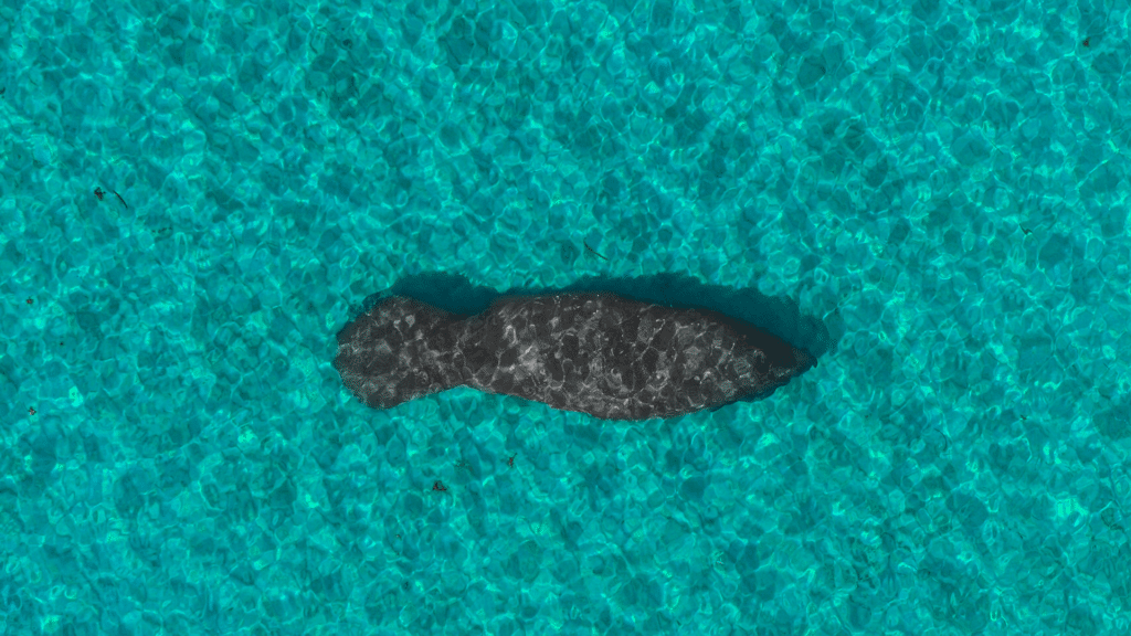 aerial view of manatee near me
