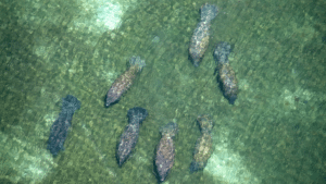 manatees swimming near me