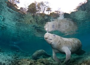 view-of-manatee-underwater-while-snorkeling-with-manatees.