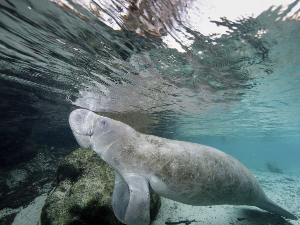 view-of-manatee-underwater-while-snorkeling-with-manatees.