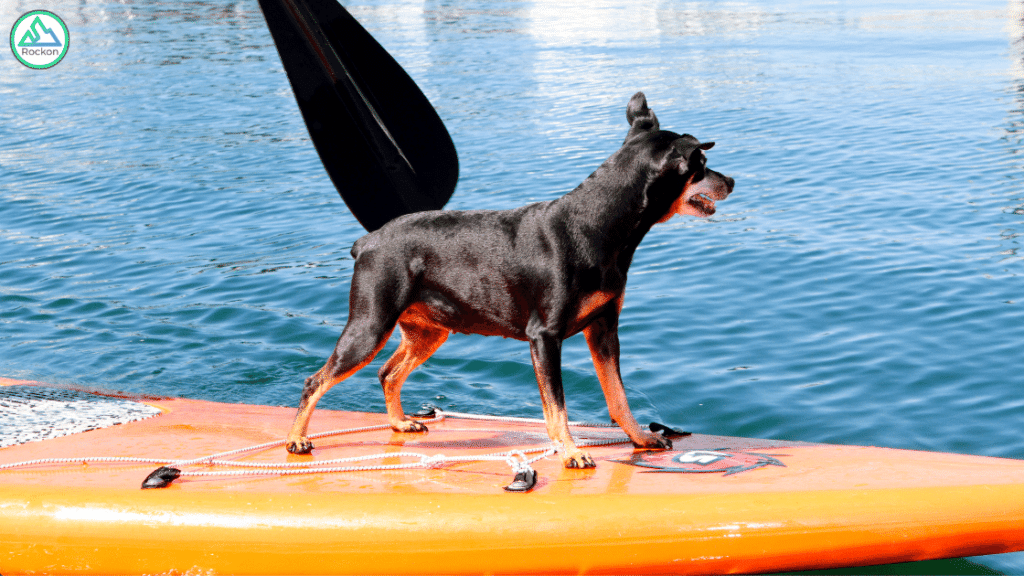 doggy on paddle board with lake hair don t care
