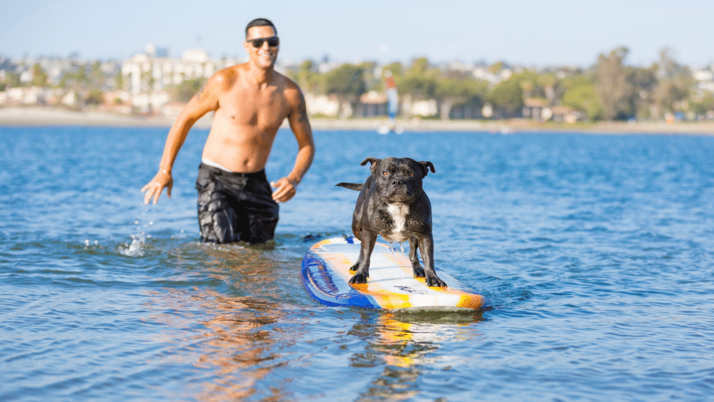 renting paddle boards near me and dog
