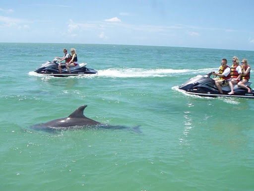 see wildlife in clearwater- dolphins