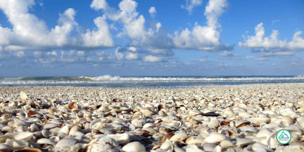 shells for shelling on beaches of cape coral