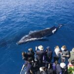 hawaii-maui-whale-watching-experience