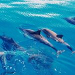 hawaii-wildlife-oahu-cruise-swim-with-dolphin