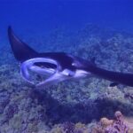 experience-hawaii-night-manta-ray-adventure