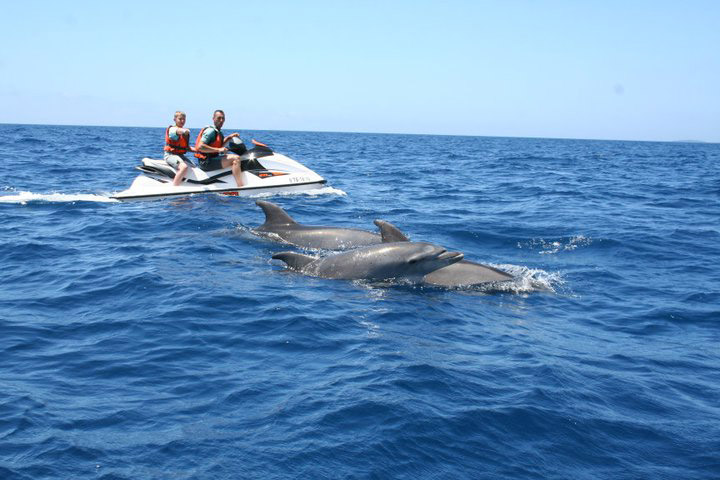 Two passengers on a jet ski passing by three dolphins swimming in the water