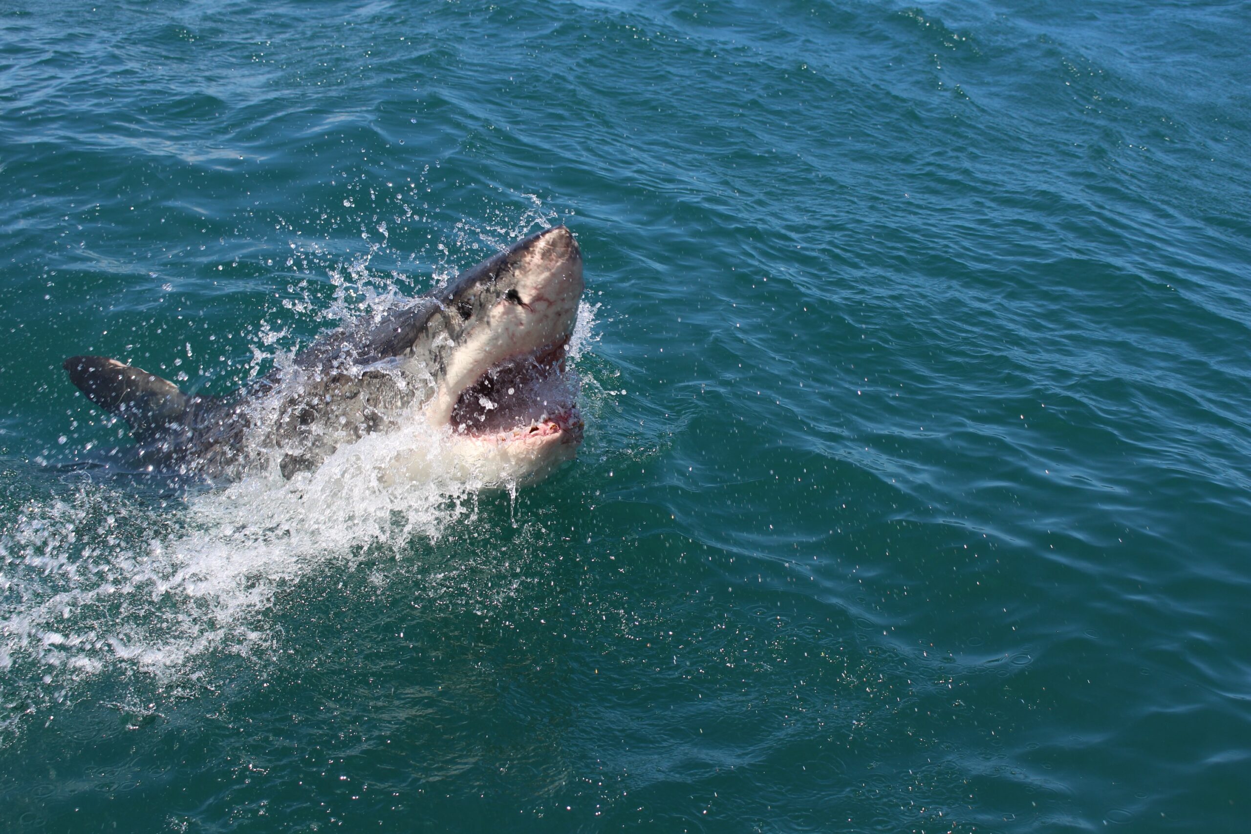 shark fishing Florida