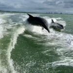 dolphin tours fort myers beach