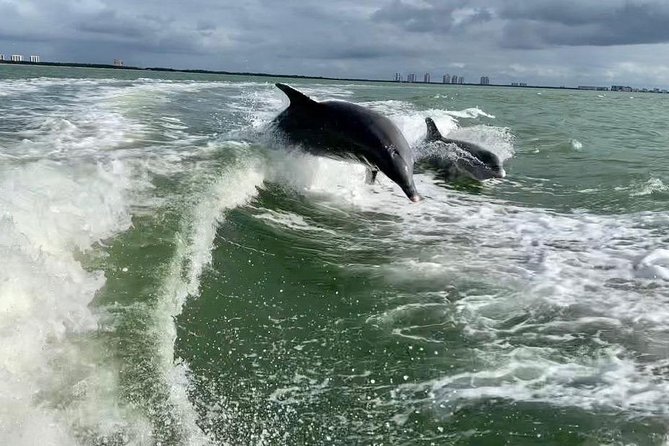 dolphin tours fort myers beach