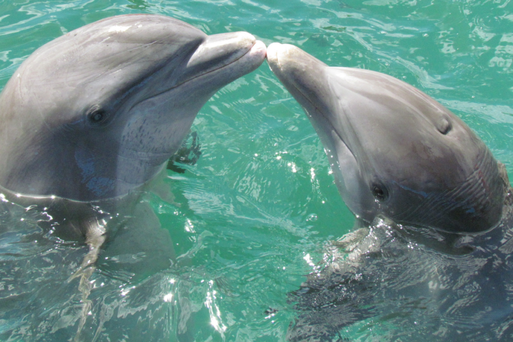 Dolphin and Manatee Tours as something to do on Valentine's Day